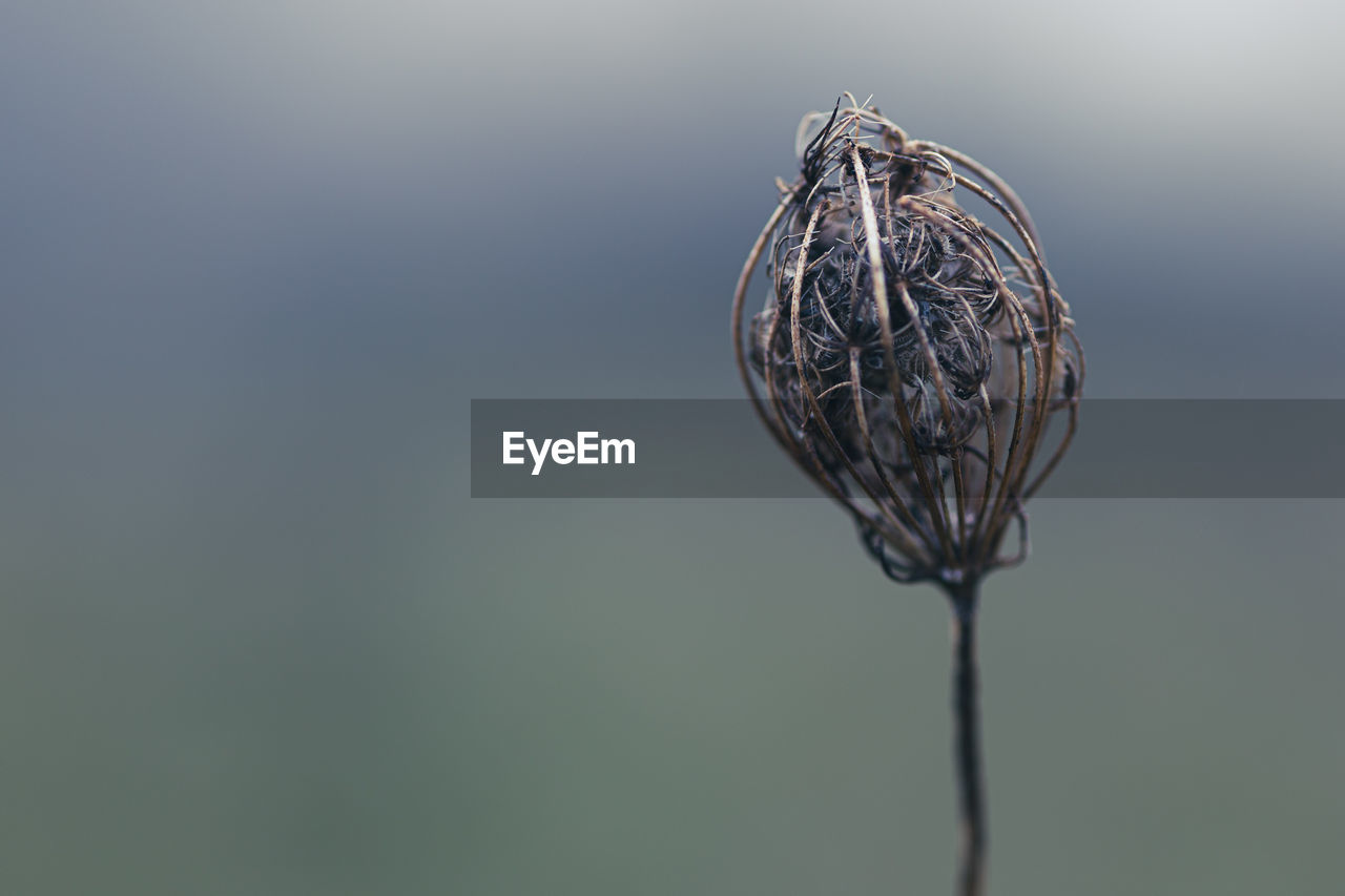 CLOSE-UP OF WILTED PLANT