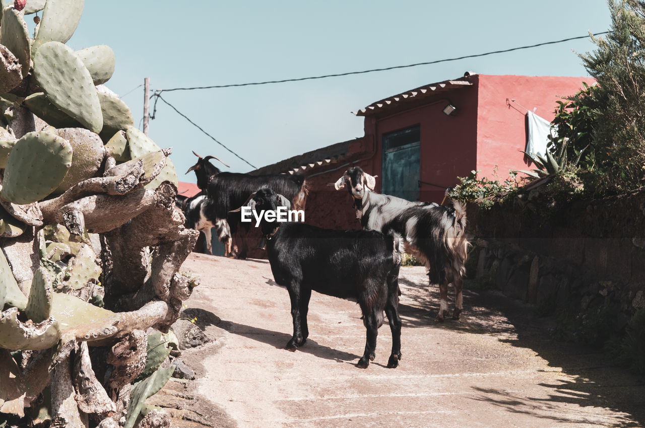 Goats in a village street