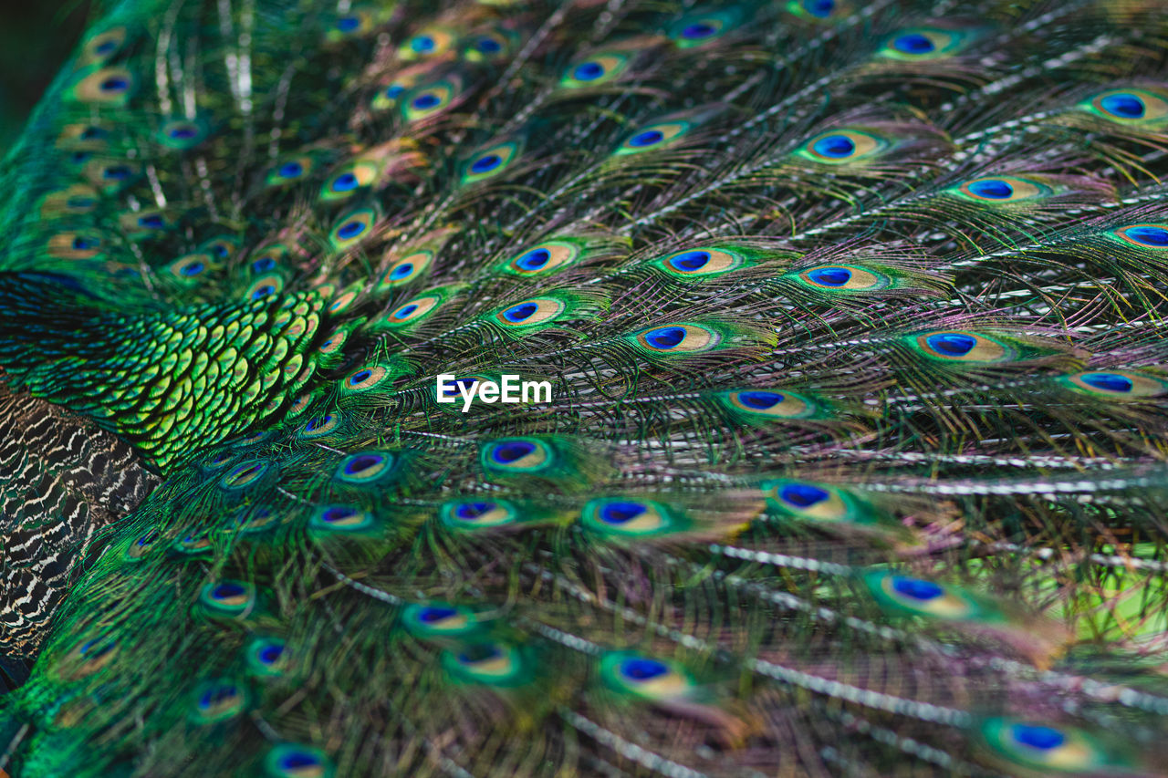 Full frame shot of peacock's tail