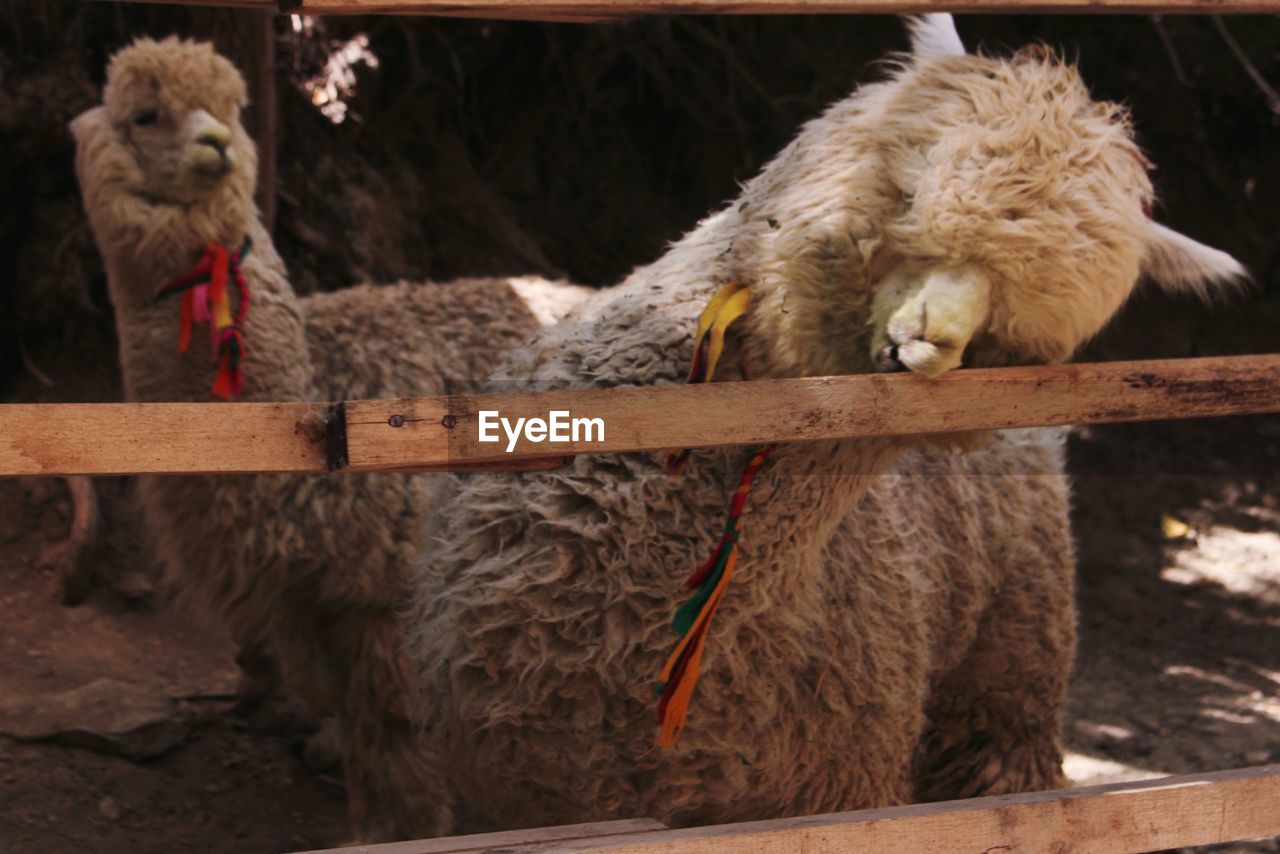 Close-up of alpacas