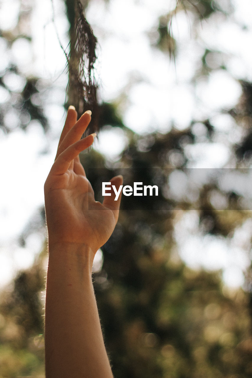 CROPPED IMAGE OF PERSON HAND AGAINST TREE TRUNK