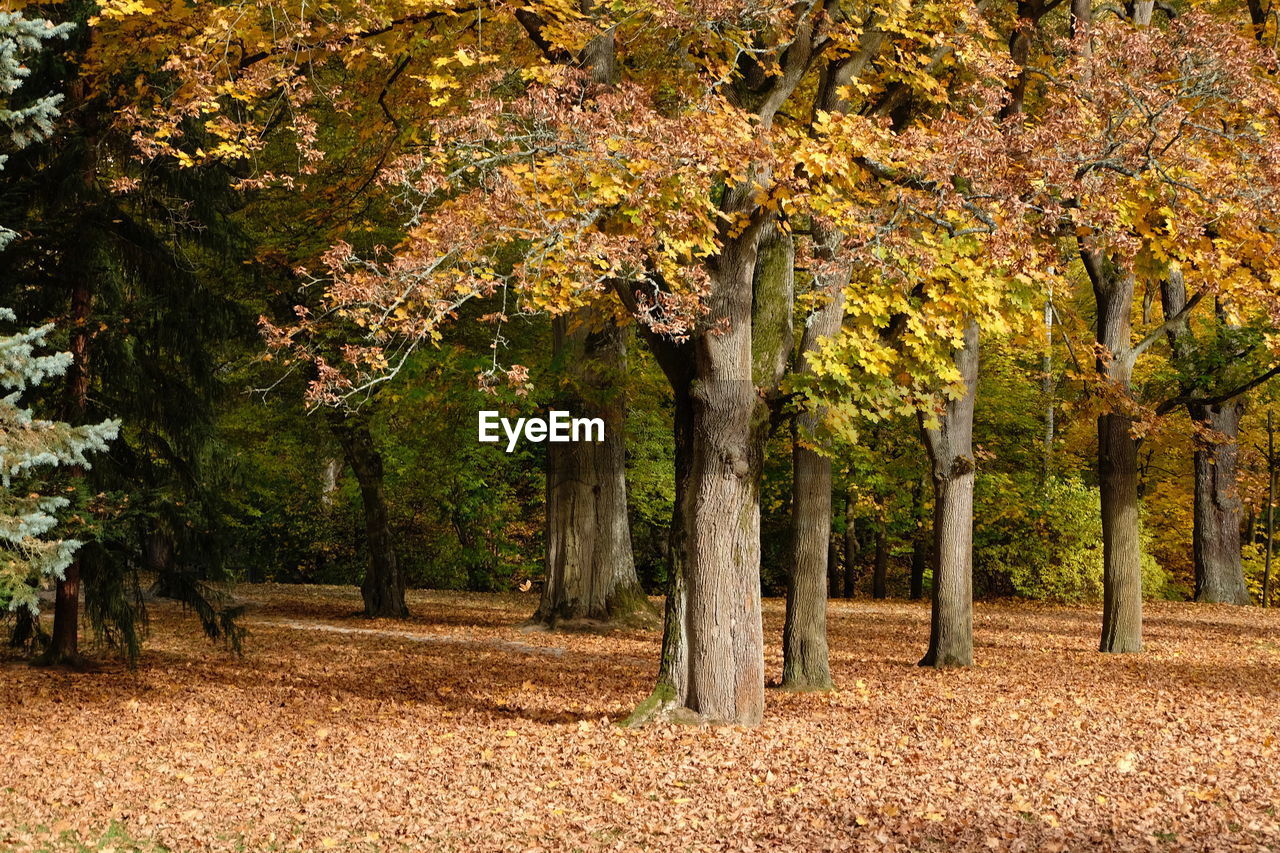 Trees on field during autumn