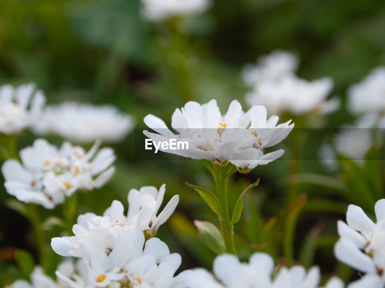 Close-up of white flowering plants