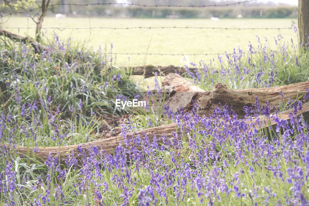 FLOWERS ON FIELD