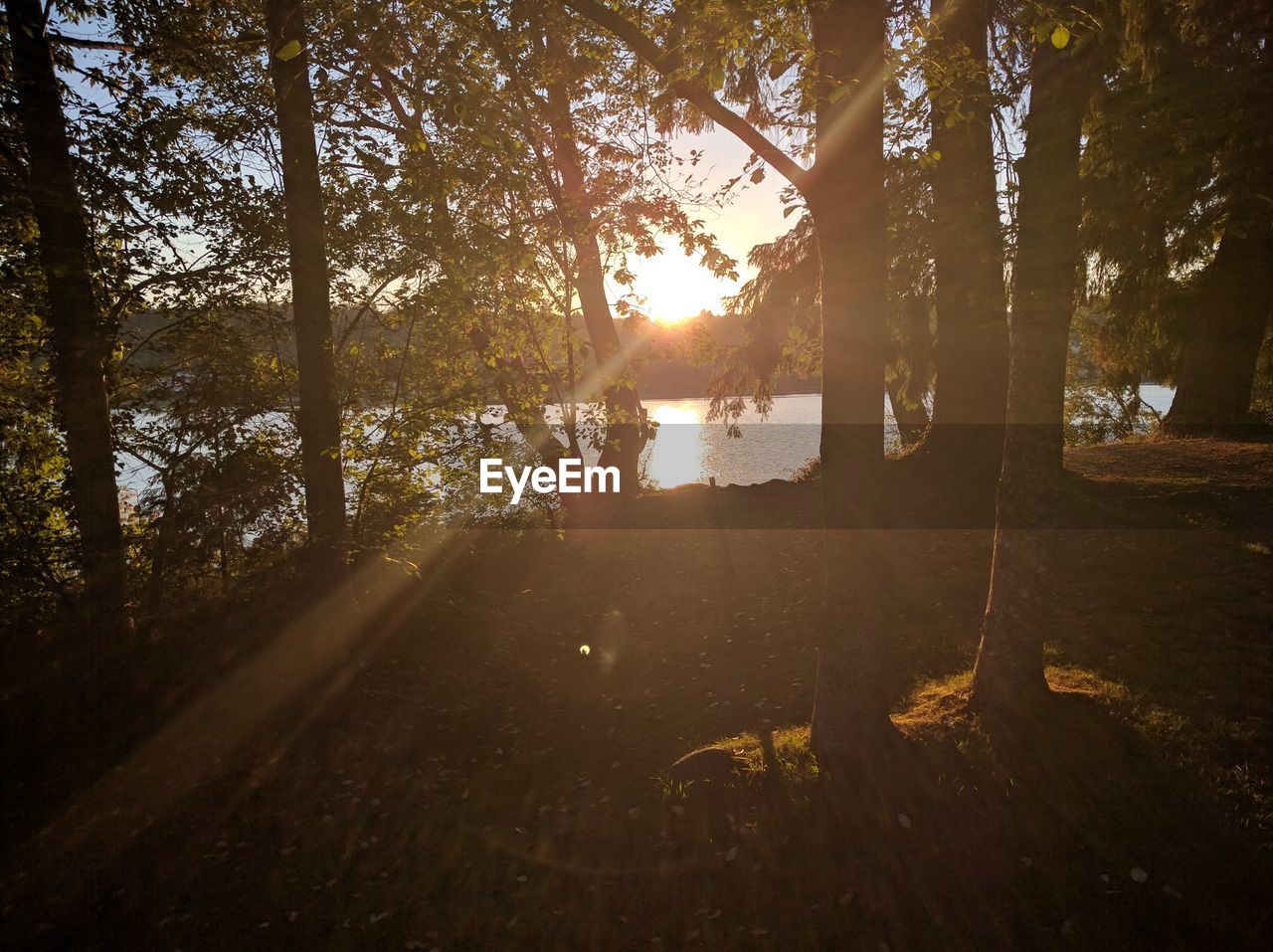 CLOSE-UP OF TREES AT SUNSET