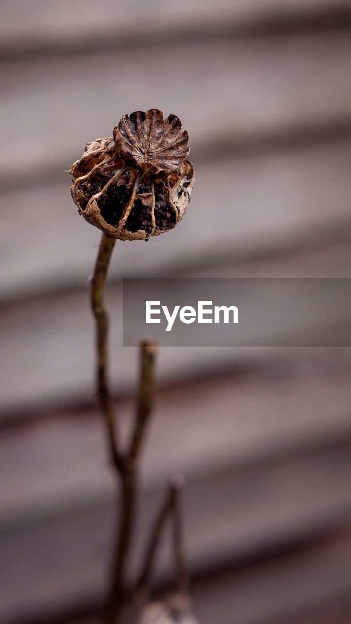 CLOSE-UP OF WILTED OF LEAF