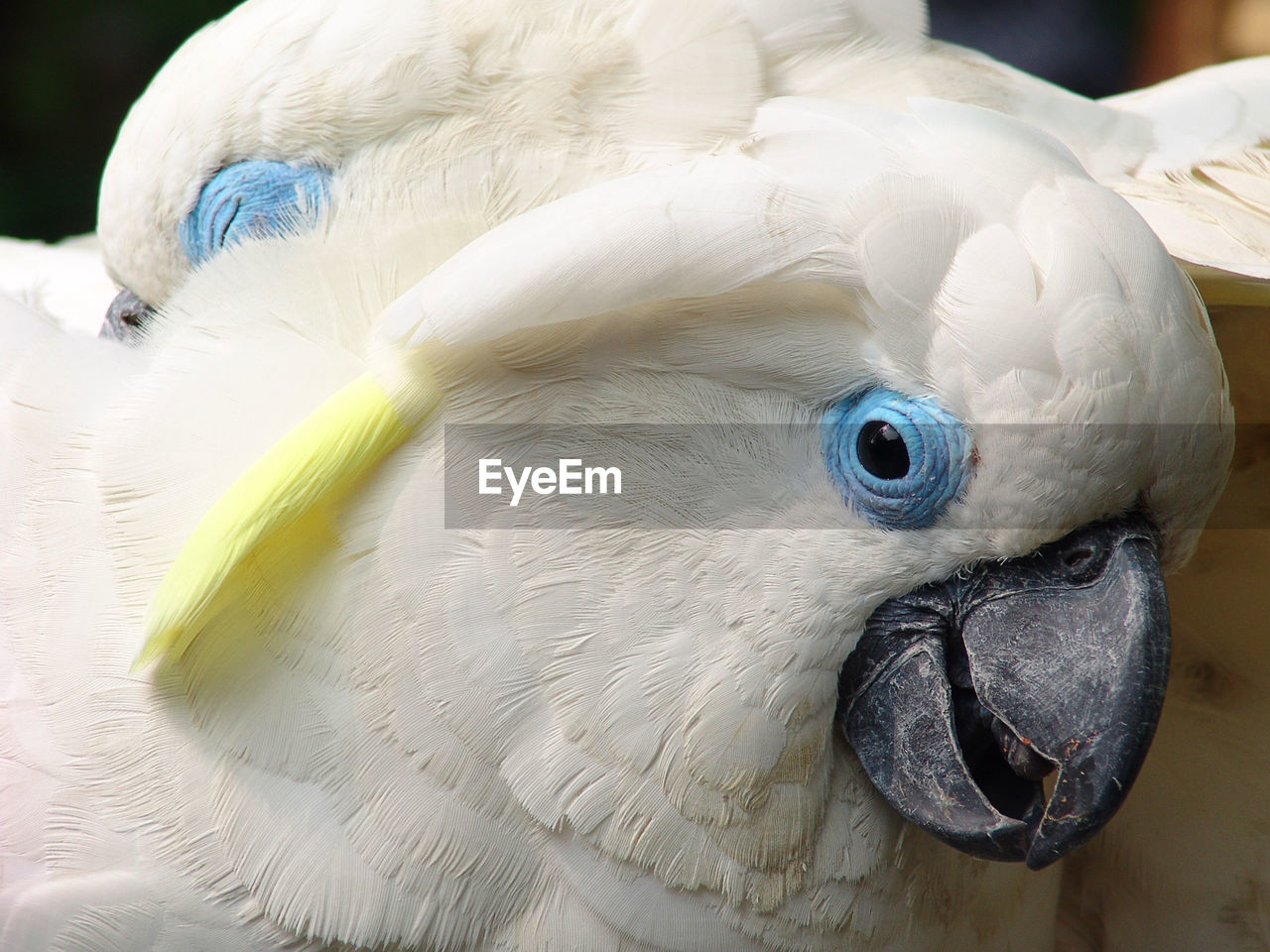 Close-up of blue-eyed cockatoo