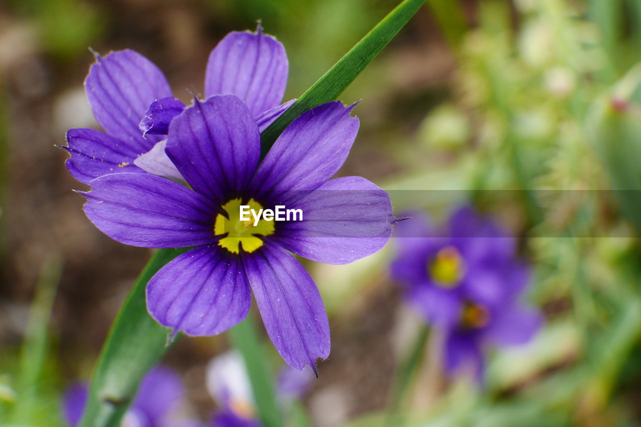 Close-up of purple flower