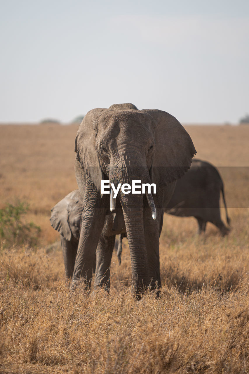 ELEPHANT WALKING ON LAND