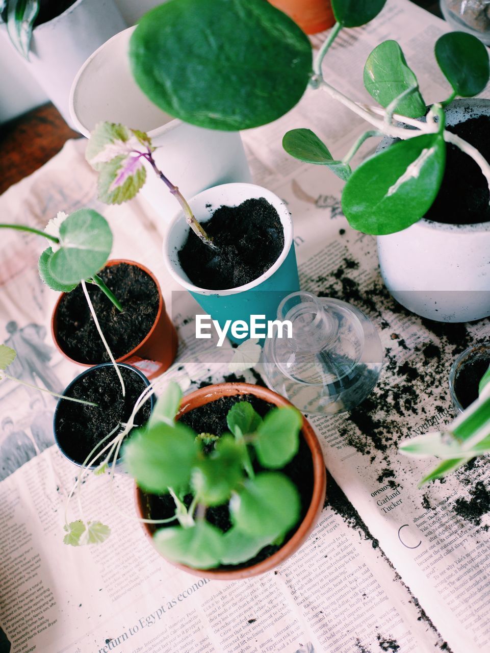 High angle view of plants on table