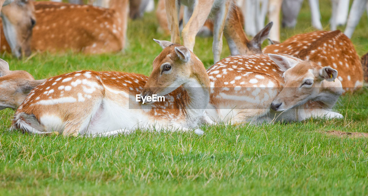 SHEEP LYING ON FIELD