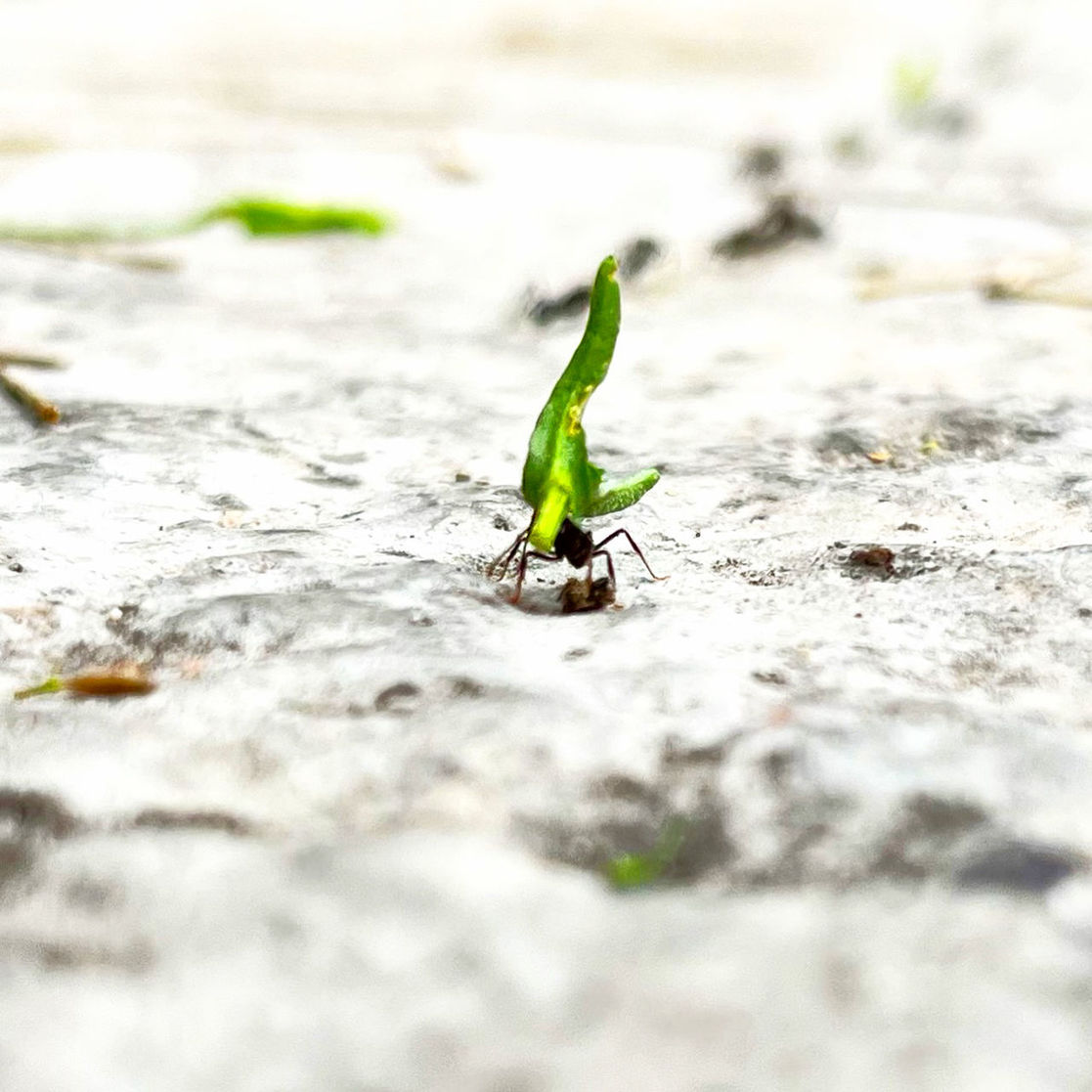 animal themes, animal, one animal, animal wildlife, green, wildlife, selective focus, nature, no people, close-up, insect, day, leaf, outdoors, macro photography, water, plant, environment