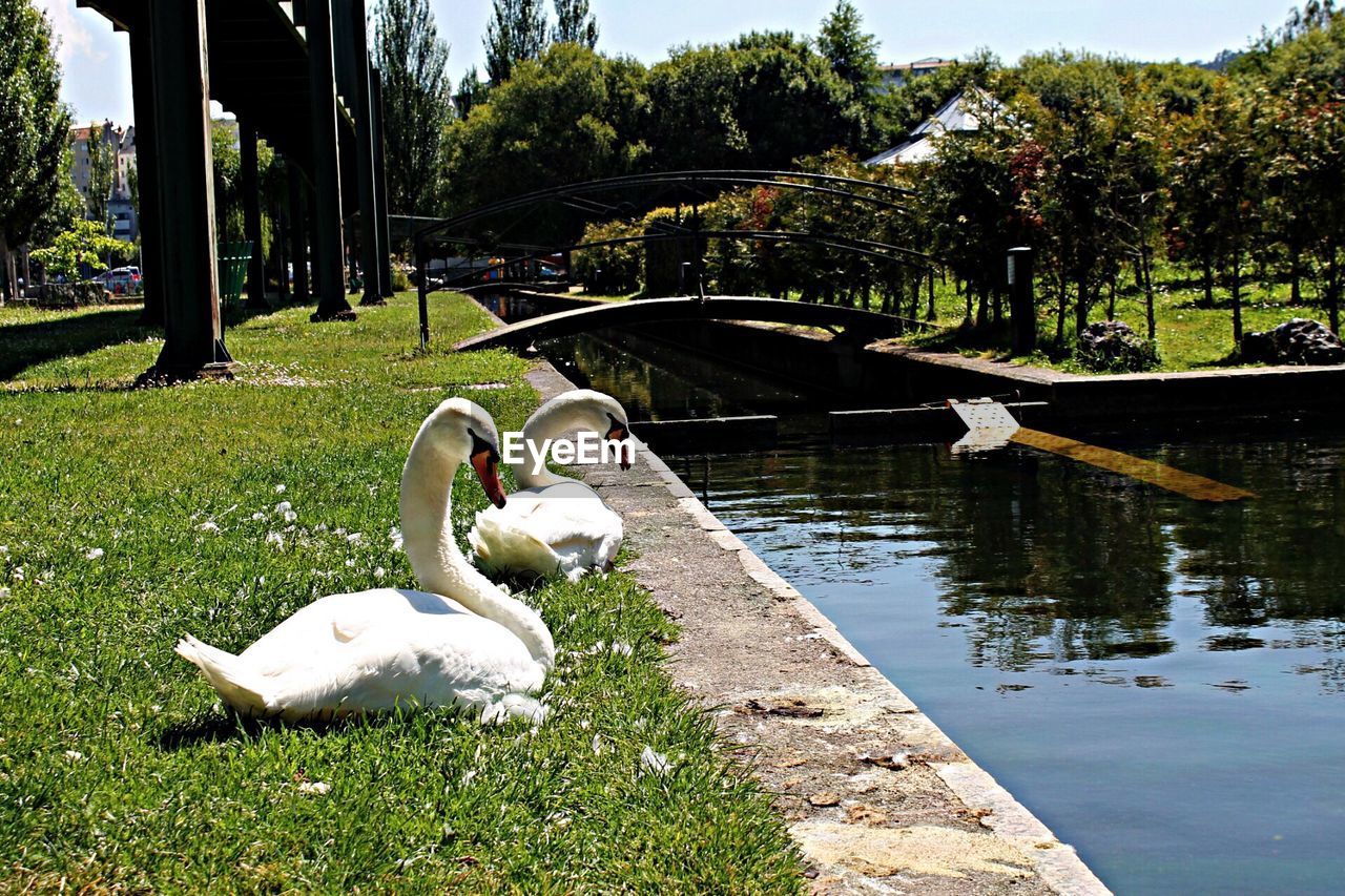 Two swans perching on riverbank