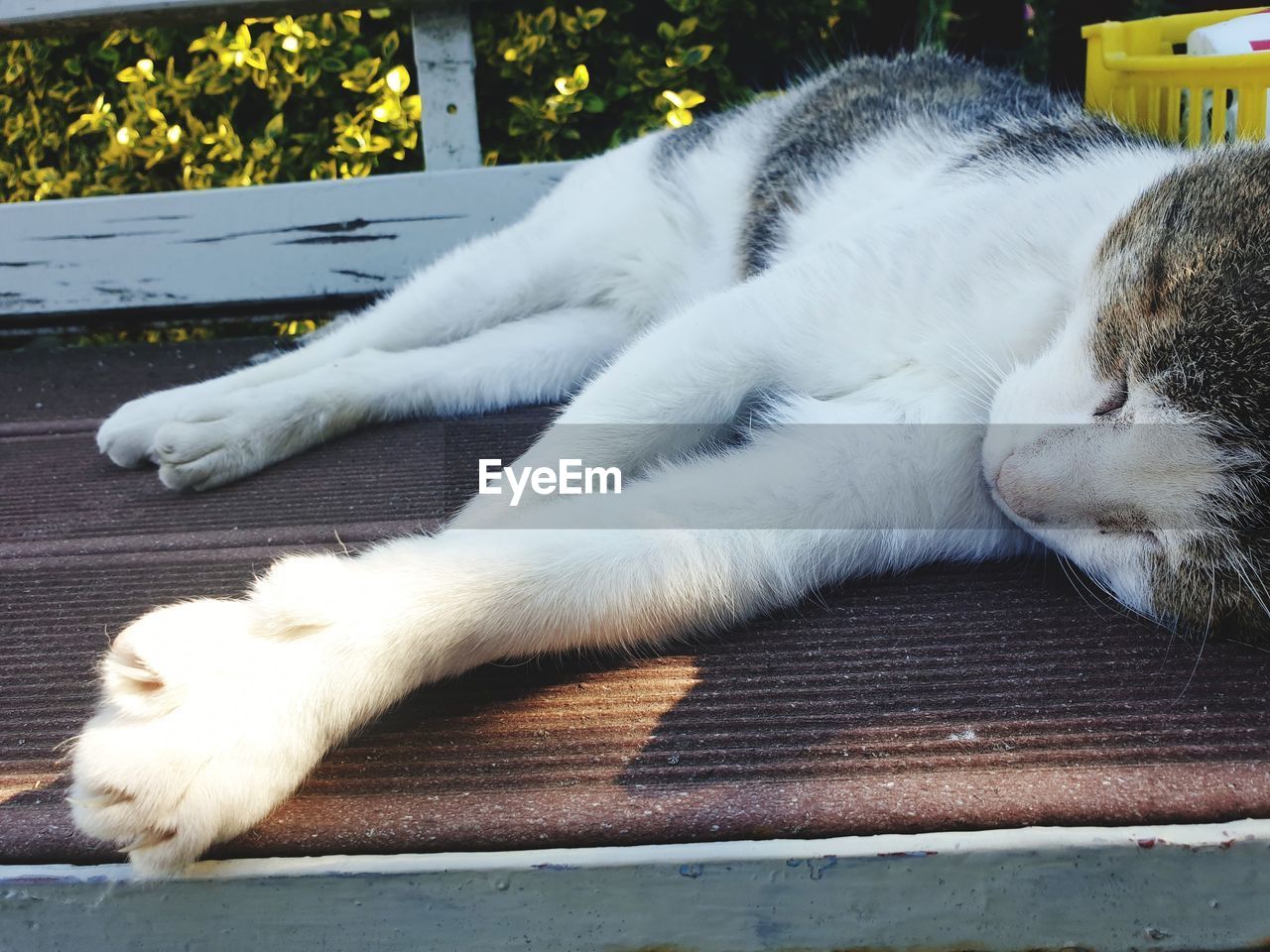 CLOSE-UP OF A CAT SLEEPING ON WOOD