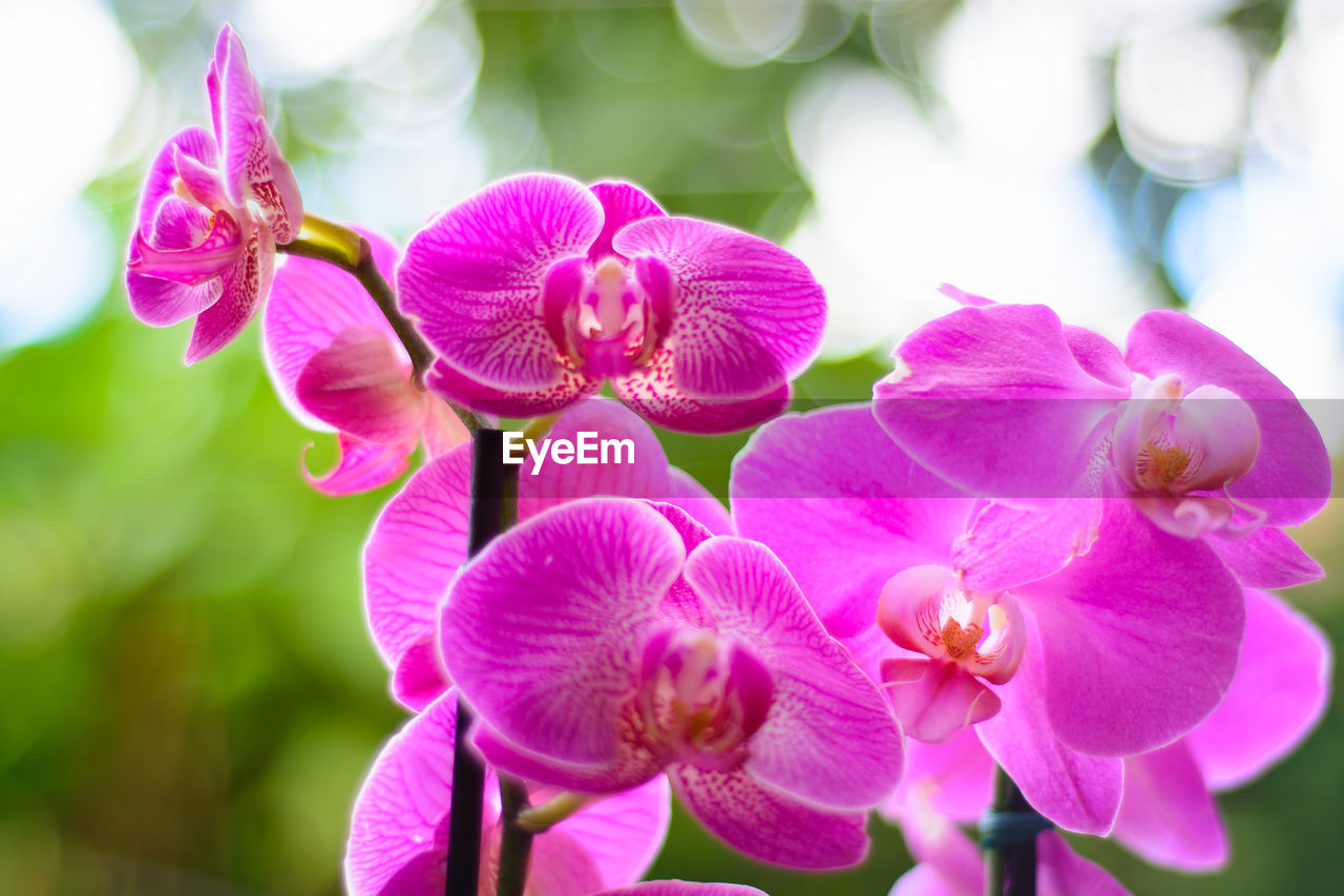 Close-up of pink orchids