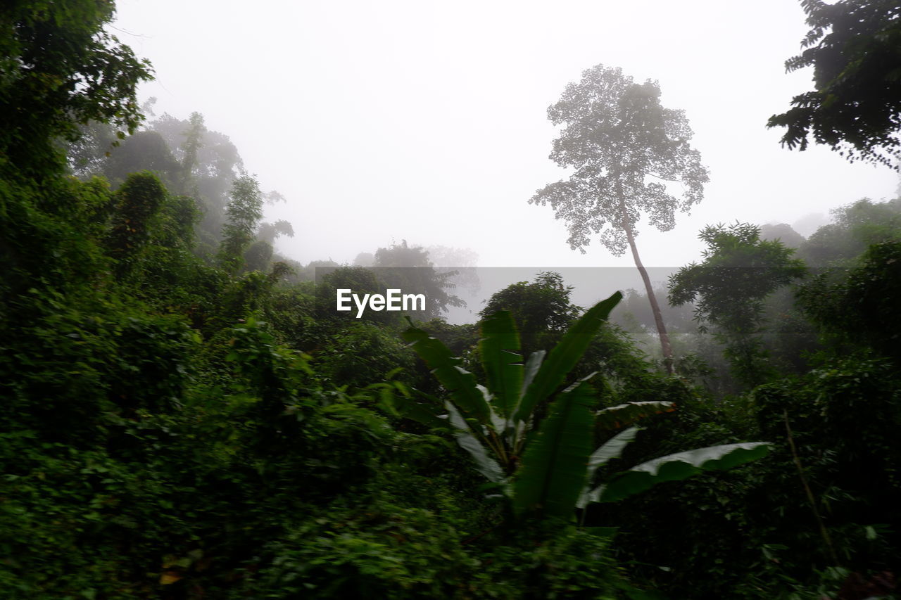 TREES AND PLANTS IN RAINY SEASON