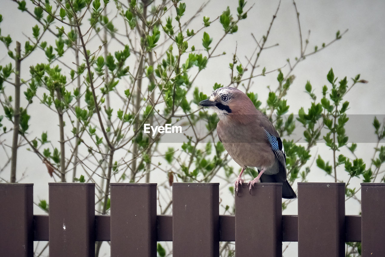 CLOSE-UP OF BIRD PERCHING ON A FENCE