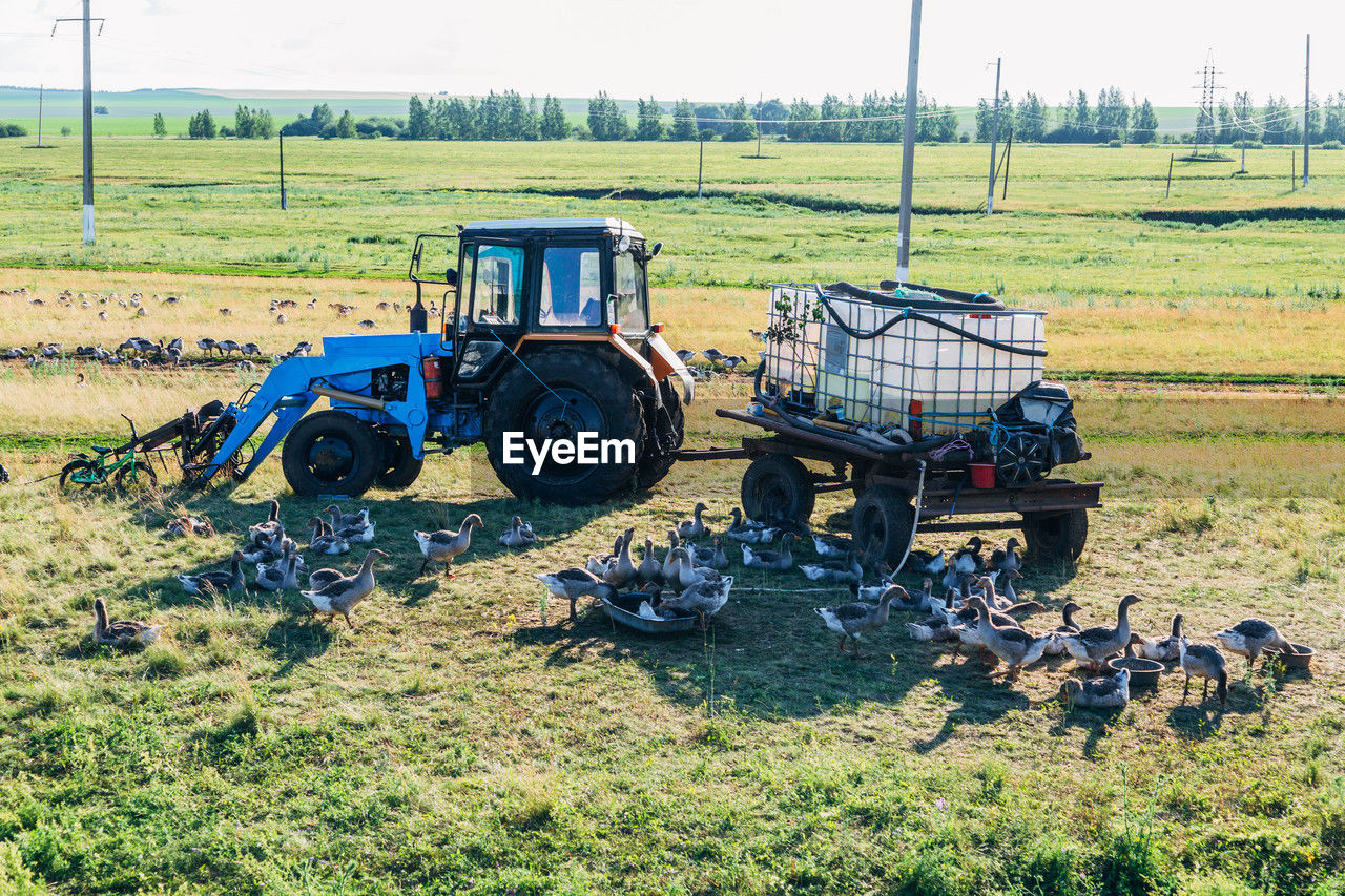 Domestic gray geese on a meadow. gray geese in the grass, domestic bird, flock of geese