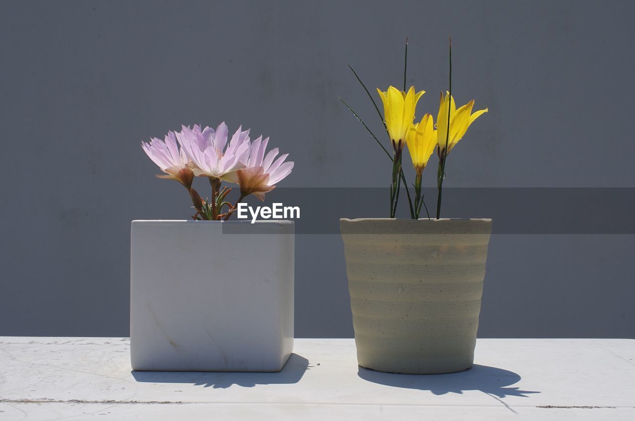 Close-up of flowers in pots on ledge