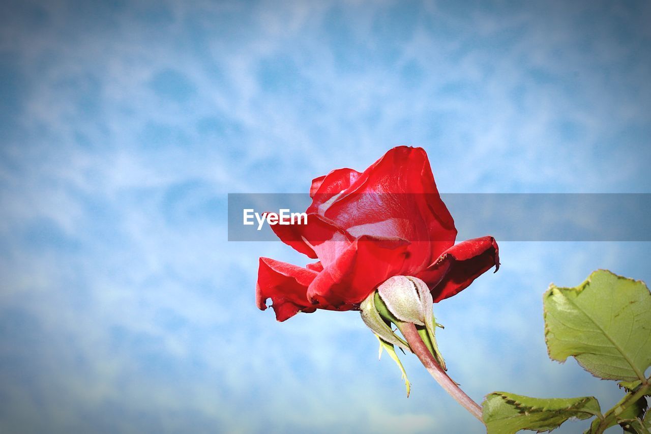 Low angle view of red rose against sky