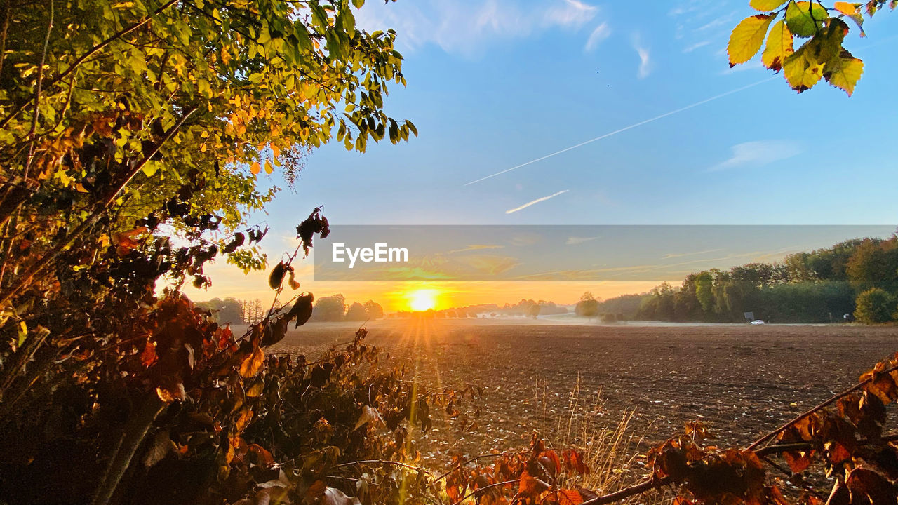 nature, autumn, sunlight, sky, morning, plant, leaf, tree, landscape, plant part, sun, land, environment, beauty in nature, flower, rural scene, field, sunrise, scenics - nature, sunbeam, lens flare, agriculture, cloud, tranquility, no people, outdoors, growth, back lit, forest, crop, yellow, food and drink, dawn, food, tranquil scene, twilight, summer, orange color, travel, rural area, non-urban scene, day, blue, sunny
