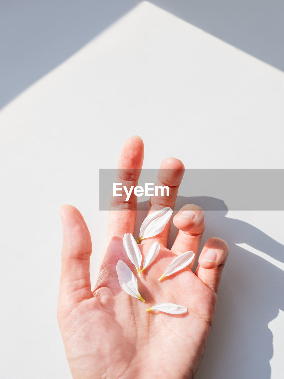 Close-up of hand holding paper