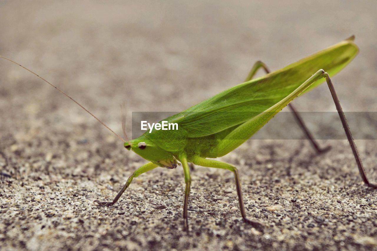 CLOSE-UP OF GRASSHOPPER