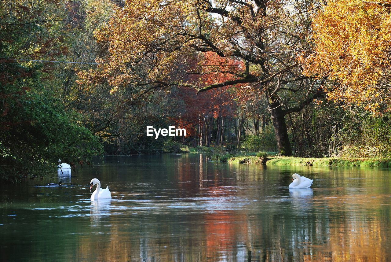 SWAN SWIMMING ON LAKE