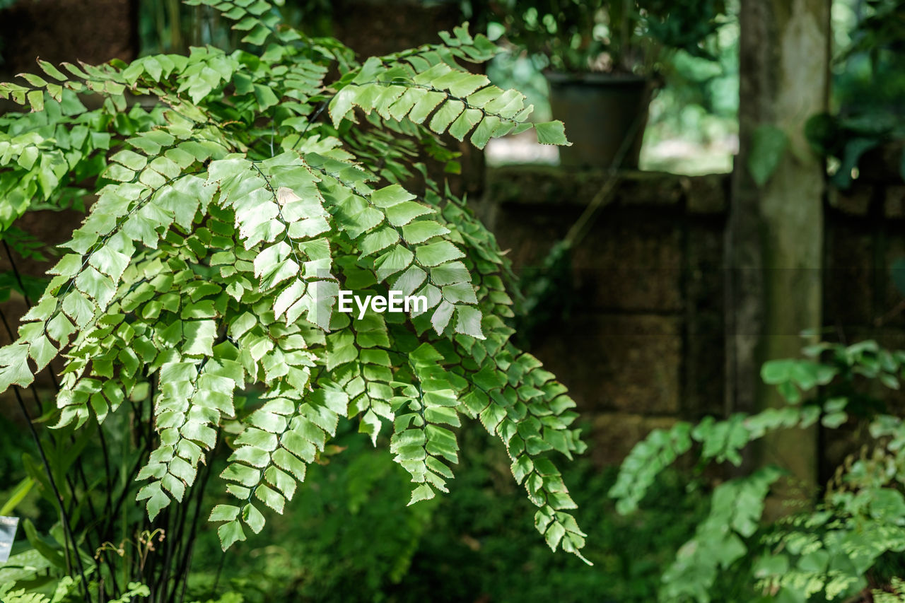 CLOSE-UP OF GREEN PLANT