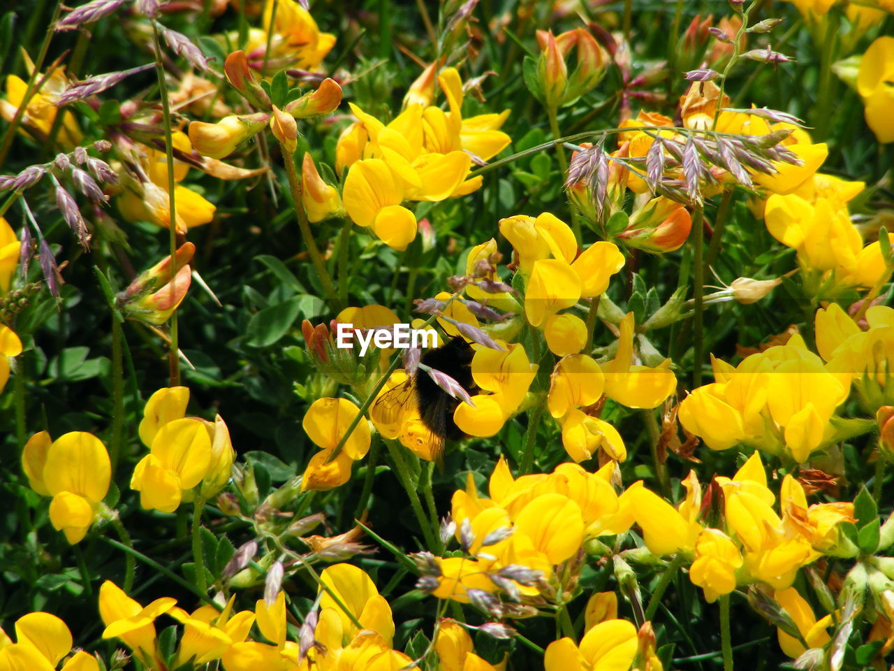CLOSE-UP OF YELLOW FLOWERS BLOOMING