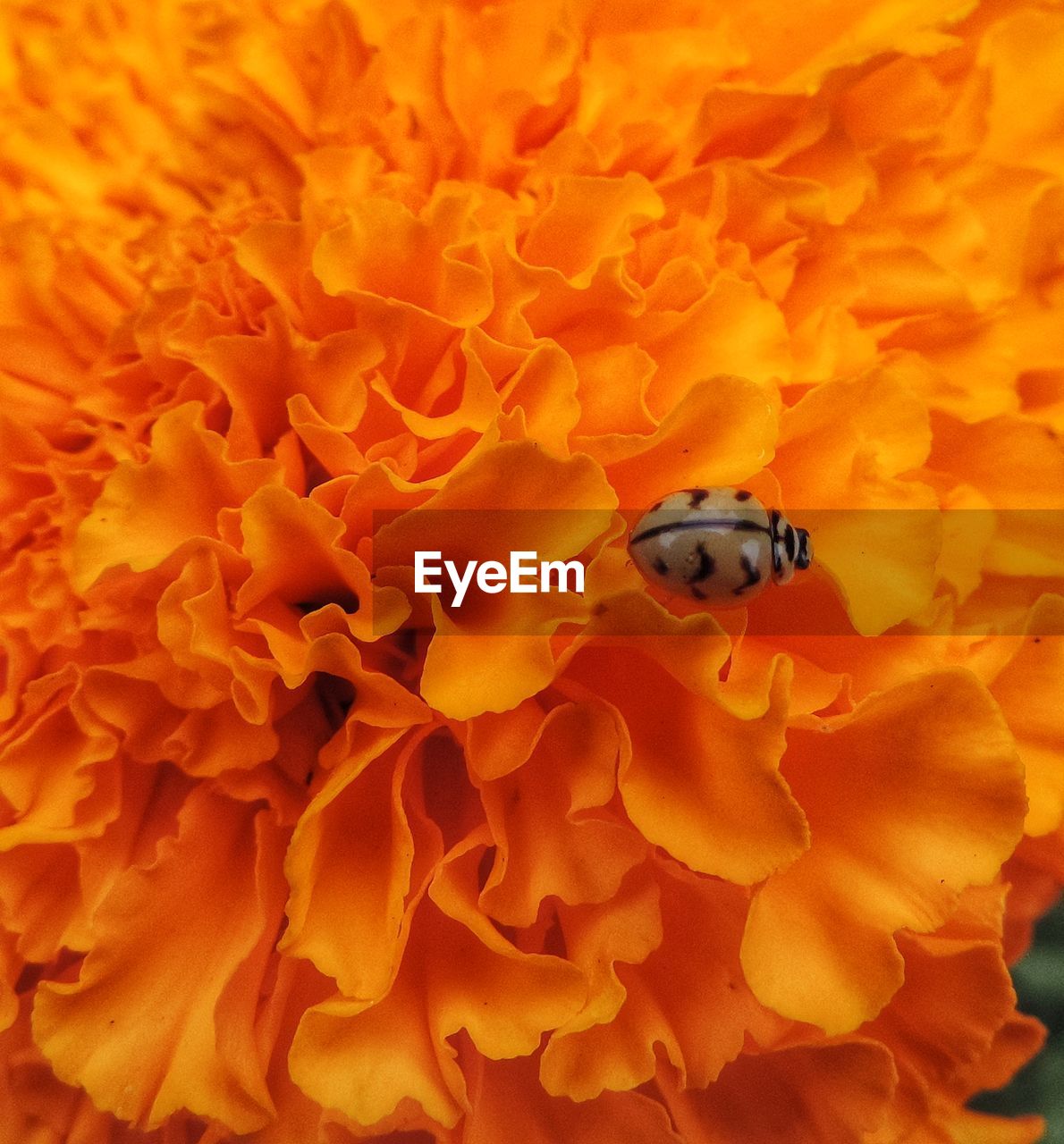 CLOSE-UP OF LADYBUG ON FLOWER