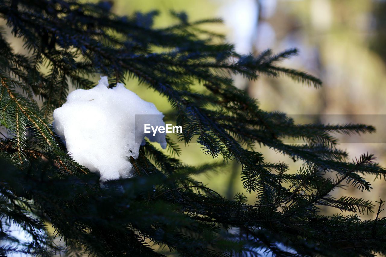 CLOSE-UP OF SNOW ON TREE BRANCH