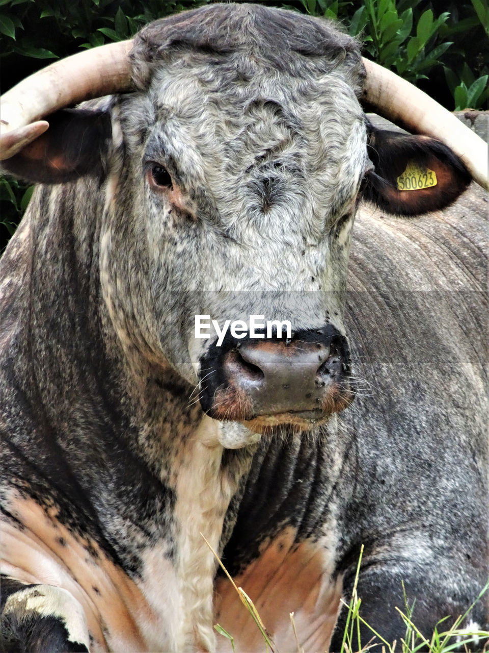 CLOSE-UP OF HORSE IN PEN