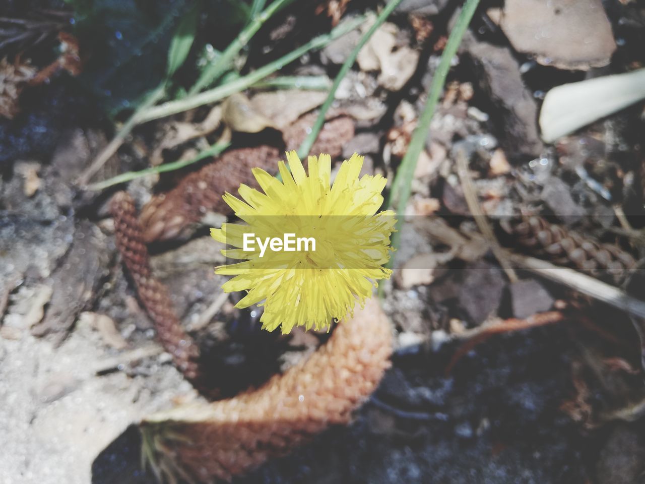 HIGH ANGLE VIEW OF YELLOW FLOWERING PLANT ON ROCK