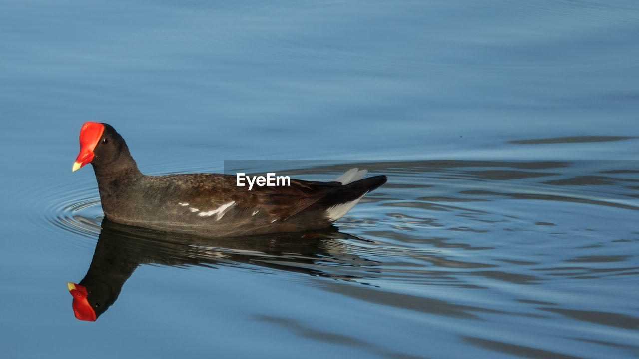 Side view of a bird in water