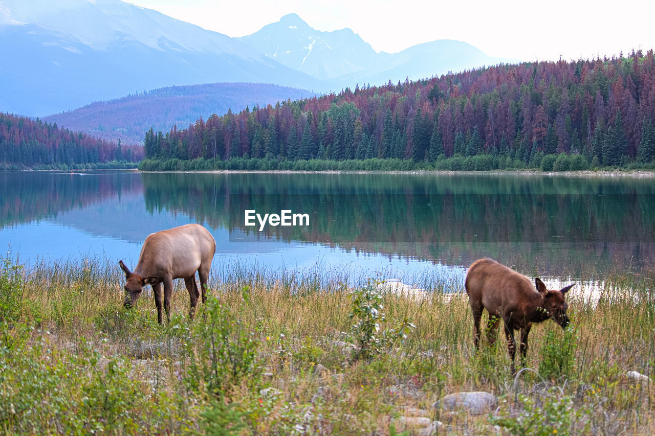 An elk and her calf graze with the rocky mountains in the background.