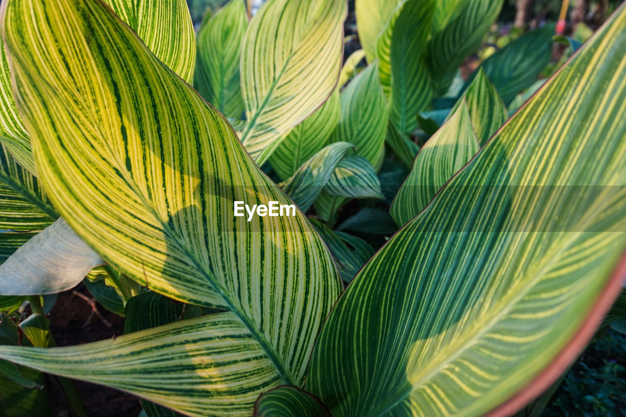 Close-up of palm leaves