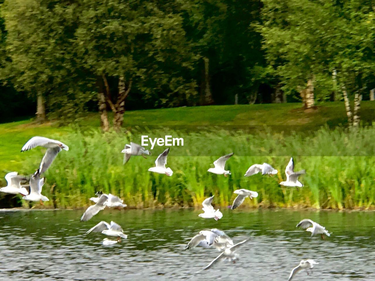 SWANS IN LAKE