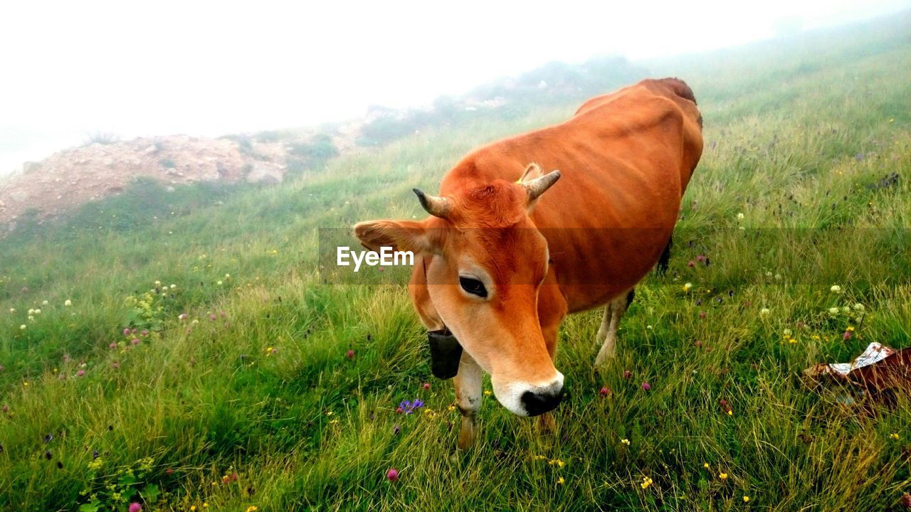 View of a cow on landscape