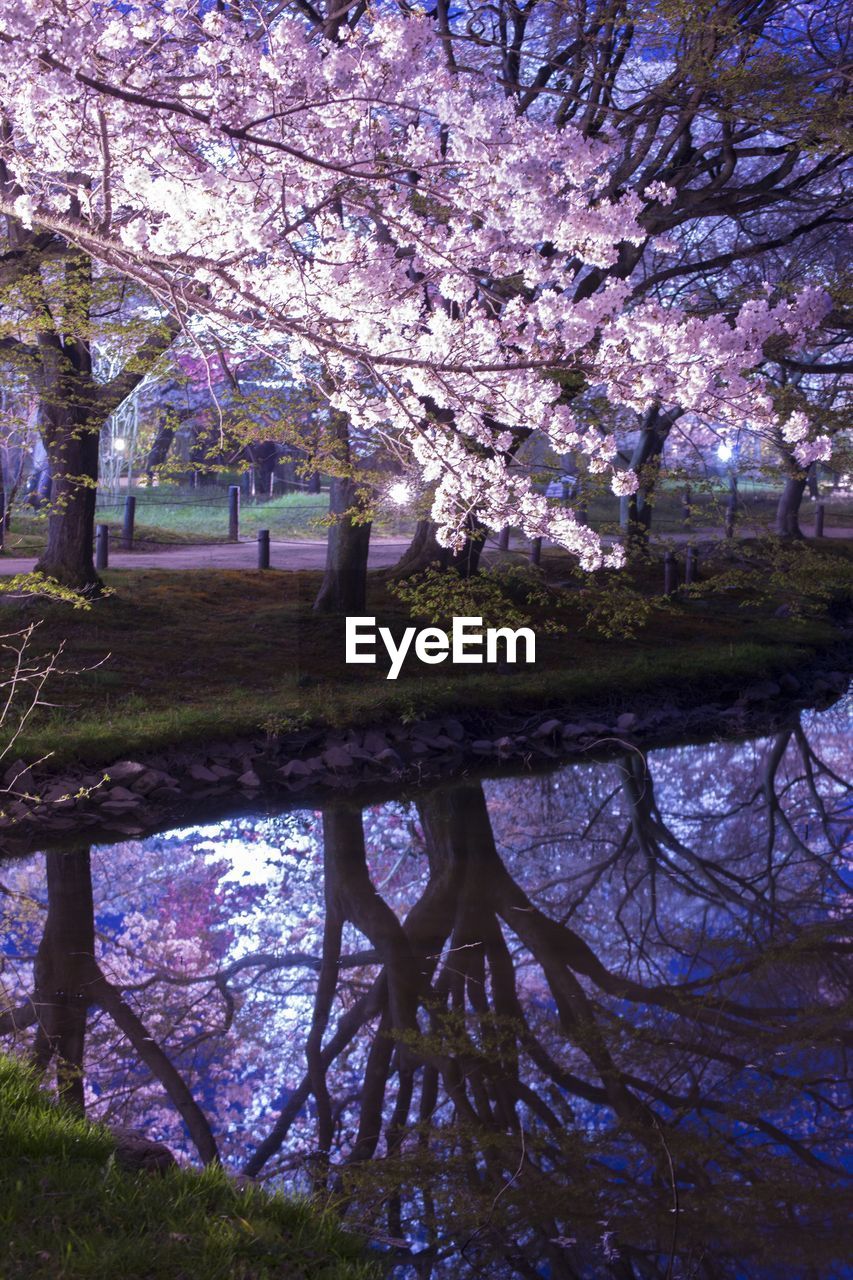 View of cherry blossom tree in park