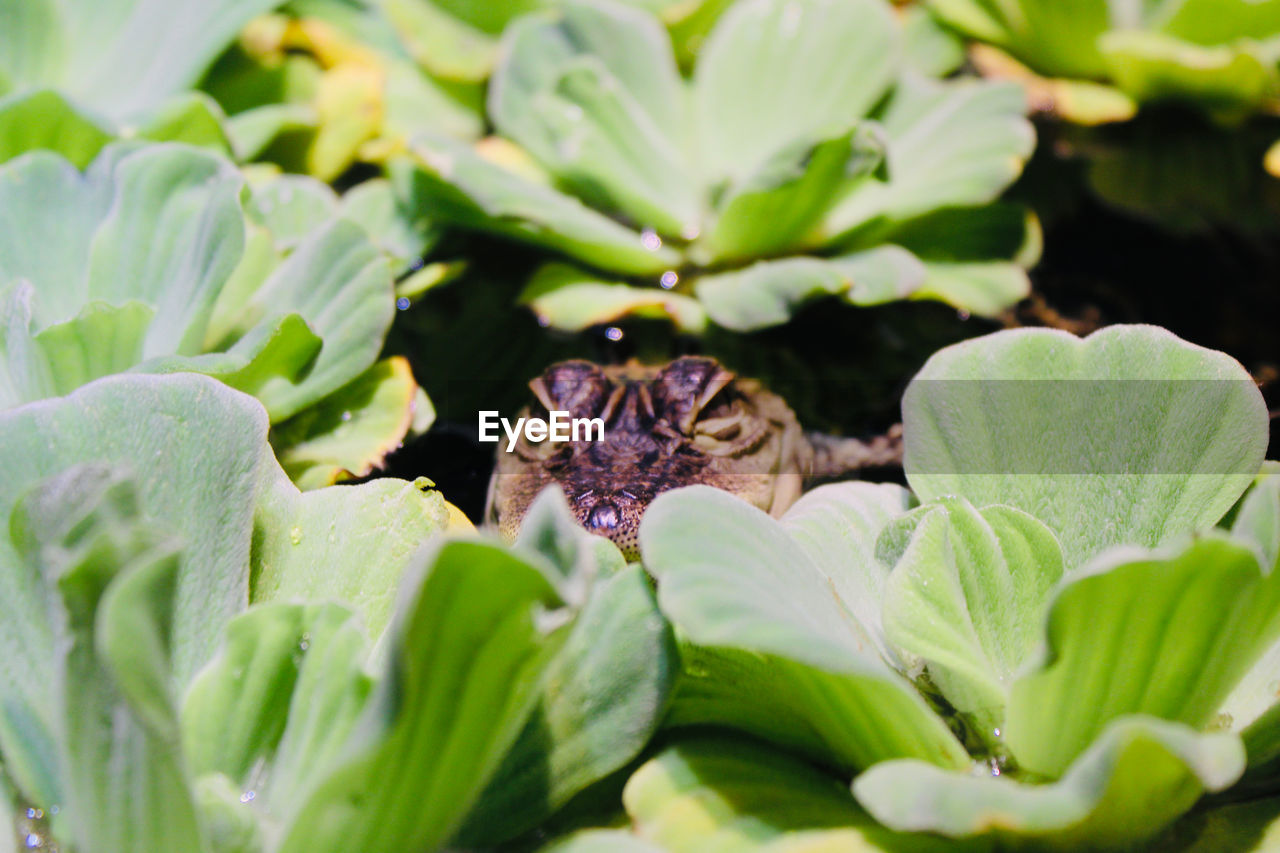 CLOSE-UP OF BUTTERFLY POLLINATING ON LEAF