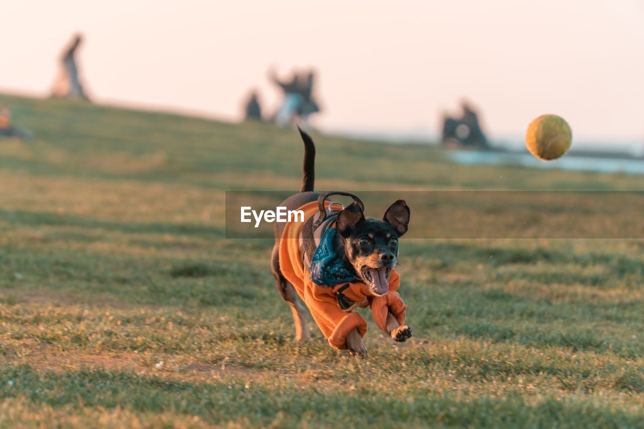 Dog running on grassy field towards ball against sky during sunset