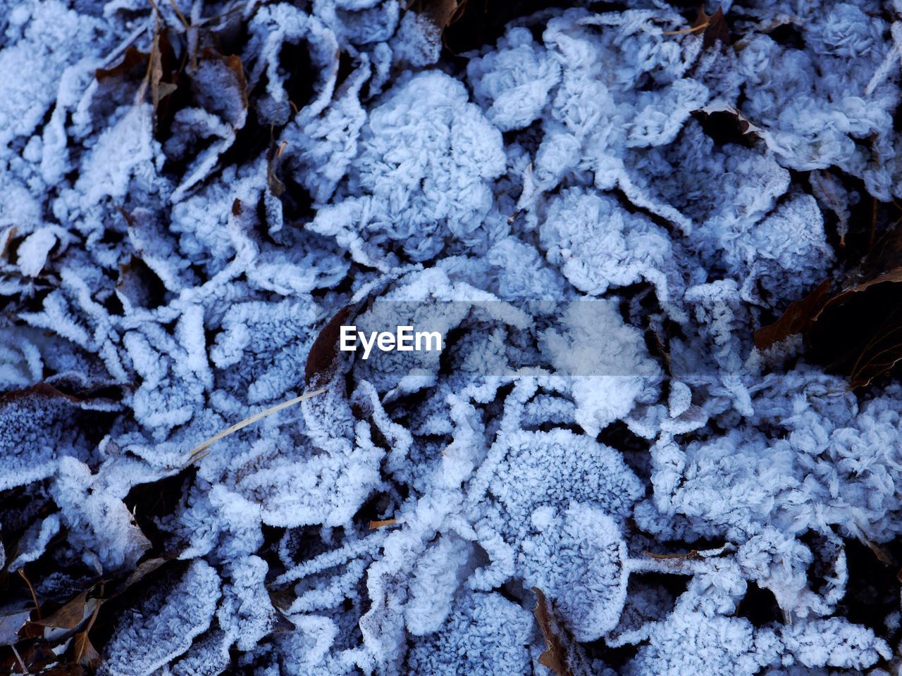 Full frame shot of frozen leaves