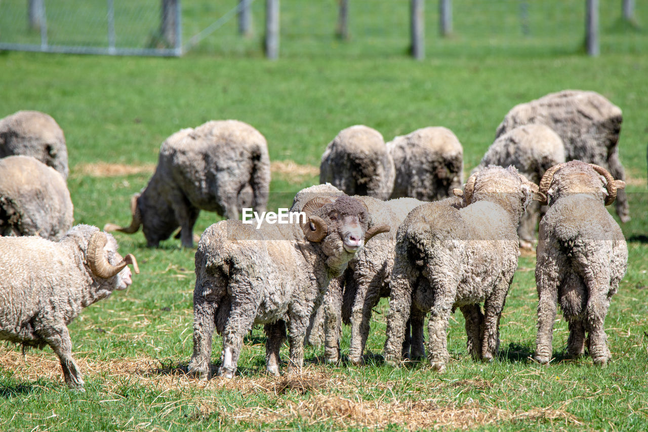 HERD OF SHEEP