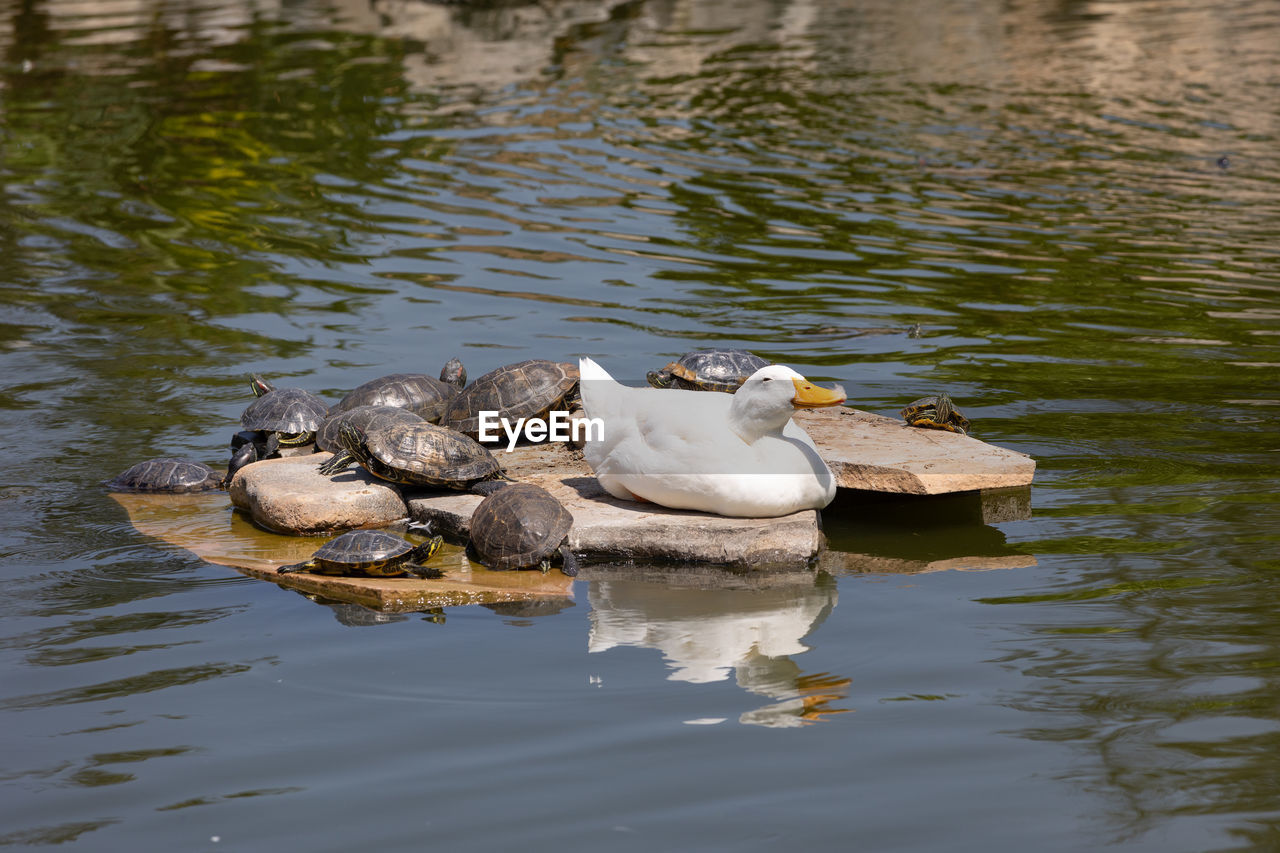 Duck surrounded by painter turtles lounging in the sun