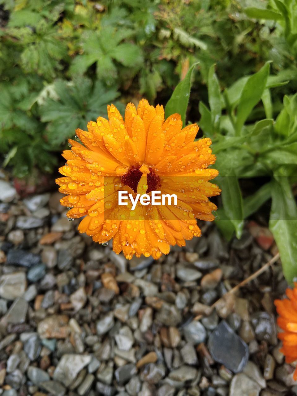 Close-up of wet orange flower