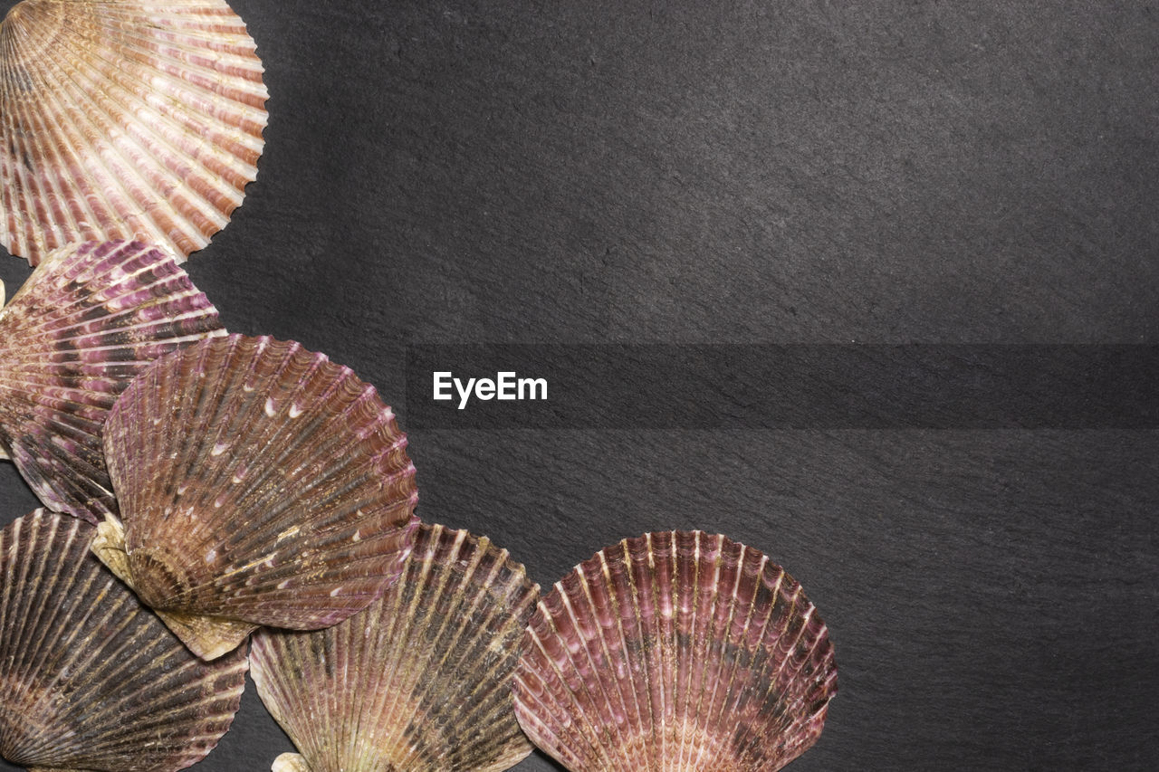 shell, no people, cockle, leaf, textured, indoors, pattern, close-up, nature, still life, backgrounds