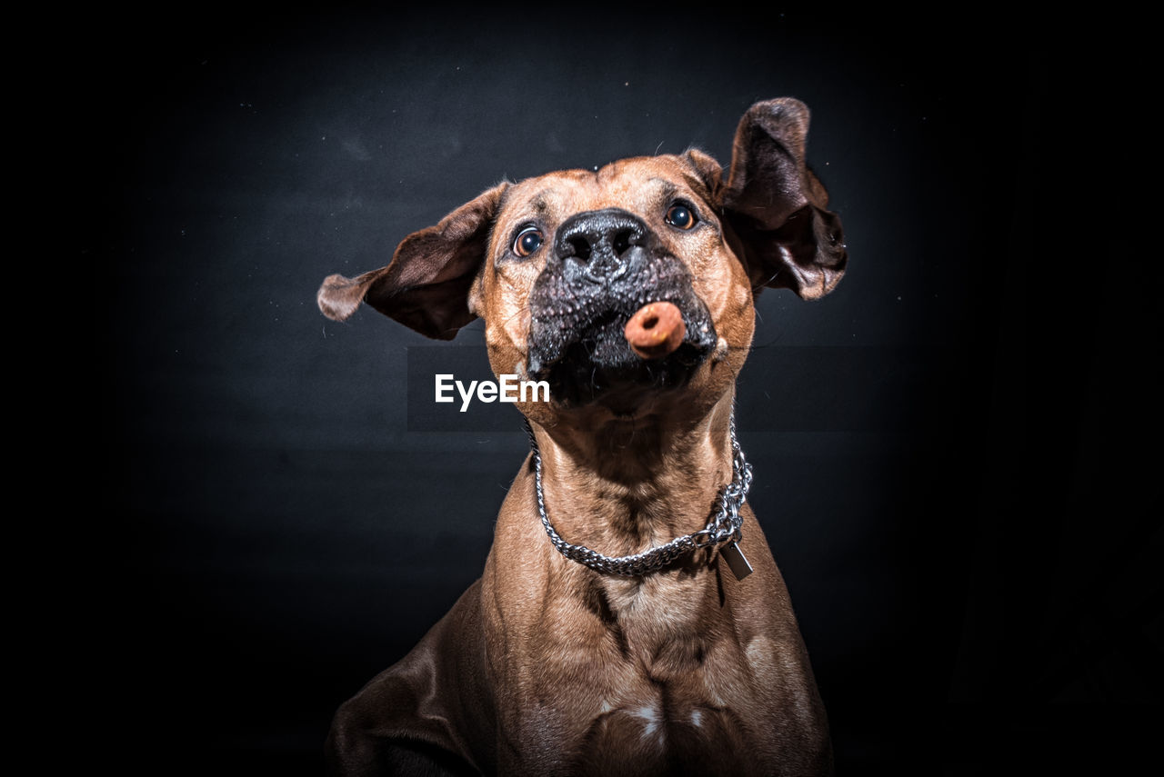 CLOSE-UP PORTRAIT OF DOG