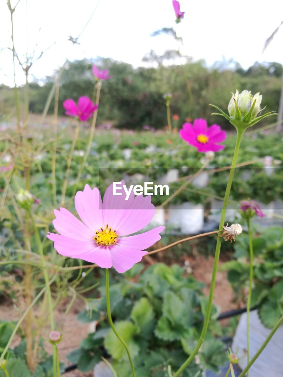 CLOSE-UP OF PINK COSMOS BLOOMING OUTDOORS