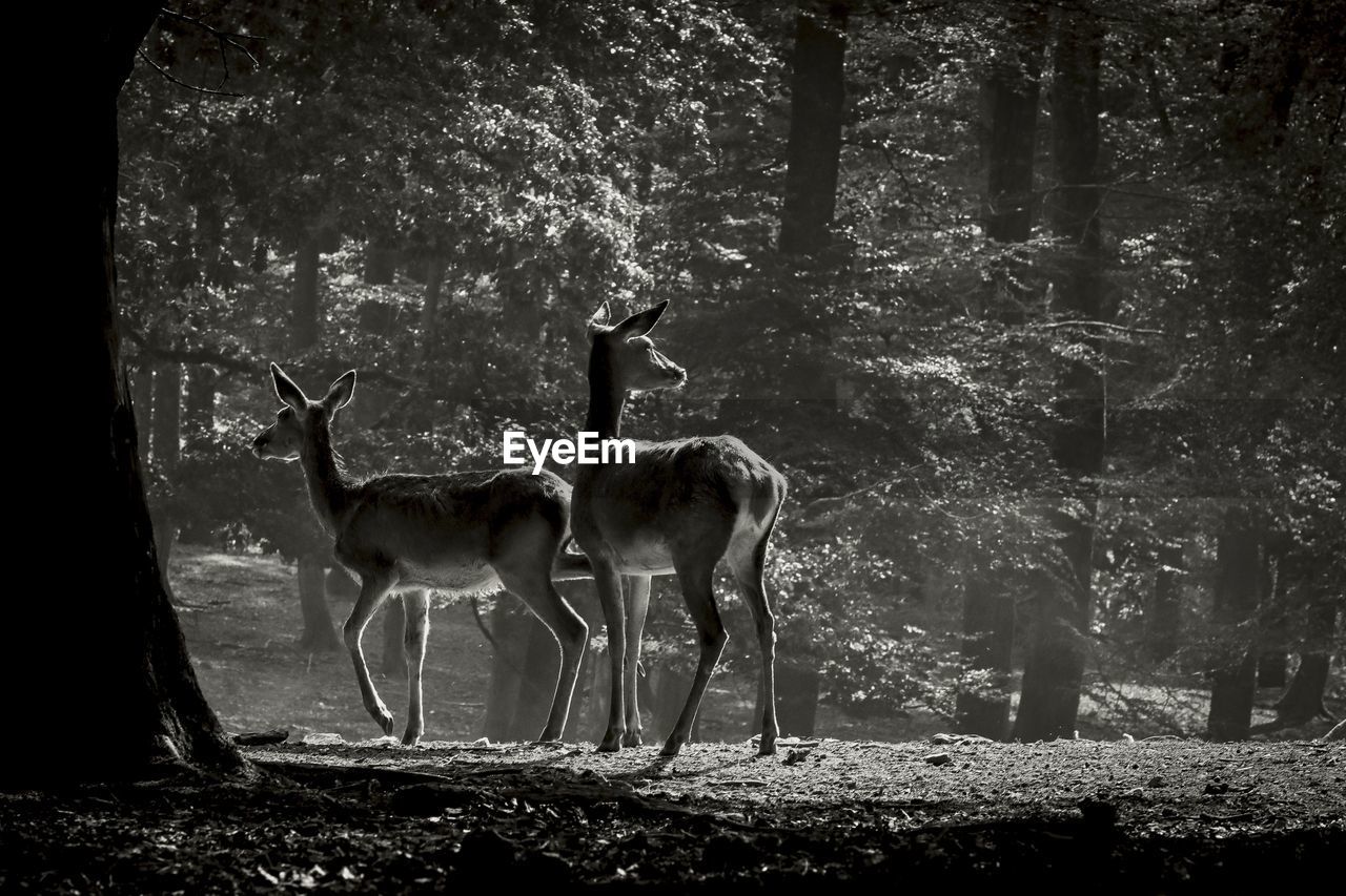 Deer  in a forest